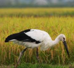 Rice for bird conservation