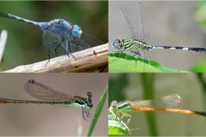 The winged  Guardians of rice fields: stories of Dragonflies and Damselflies