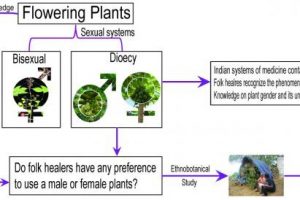 Gender in Plants: do you know male and female plants, and what is your choice while using it for medicine or timber?