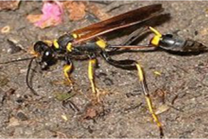 Craft on Cast: Commensalism between Mud dauber and Earthworm-A primary Investigation