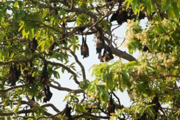 bat, bioindicator, chiroptera, keystone species