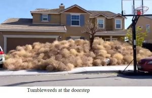 Tumbleweed Doorstep