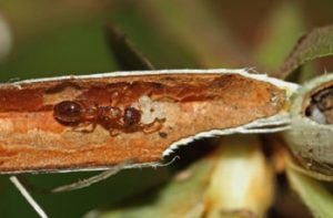 resident ants and how they use probable ‘mutualistic’ fungi