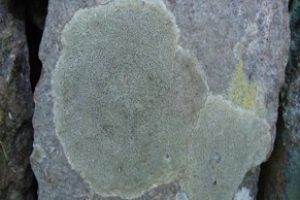 The unrealized potential of lichens in nature