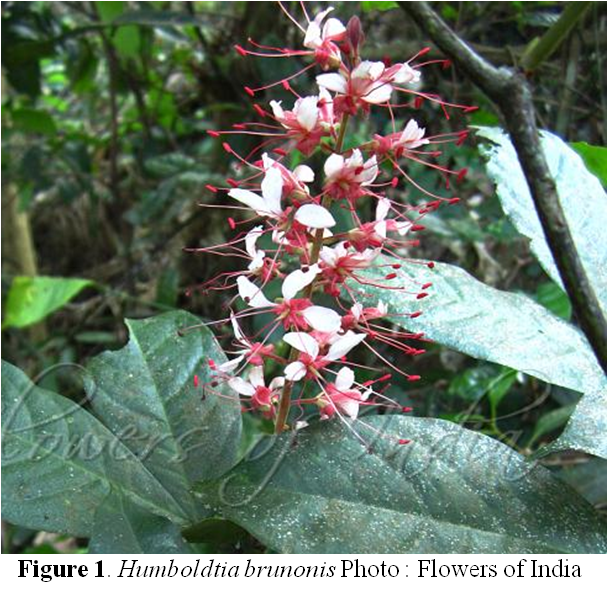 Humboldtia brunonis