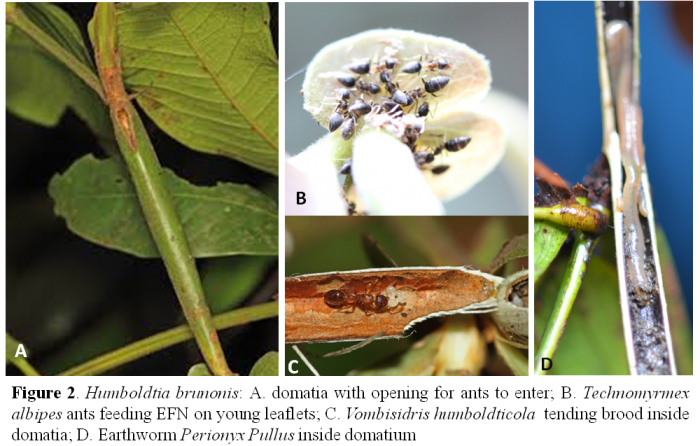 Technomyrmex albipes ants feeding EFN on young leaflets