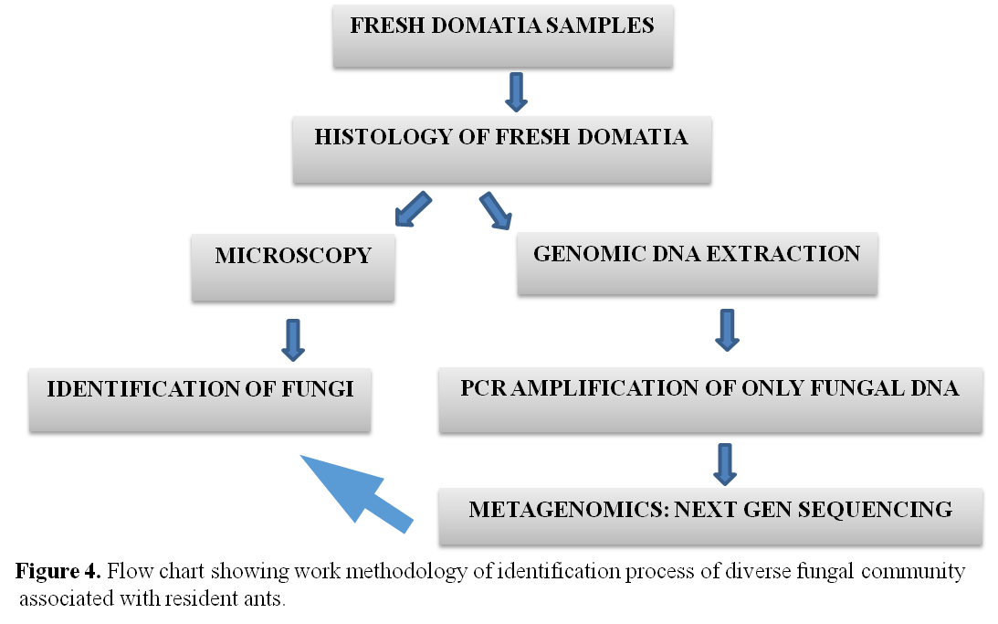Identification process of diverse fungal community 