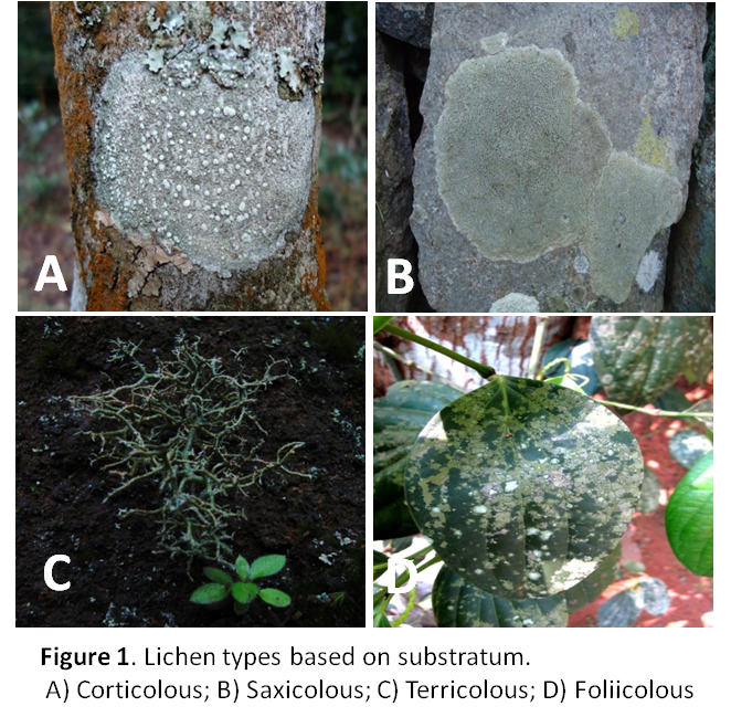 Lichen types based on substratum