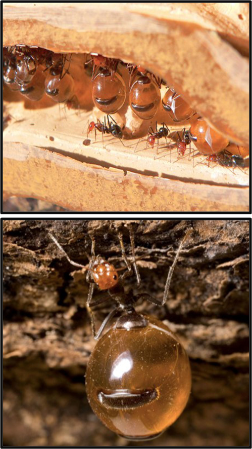 honeypot ants