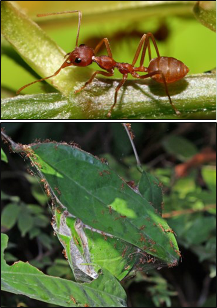 Oecophylla longinoda: Weaver ants