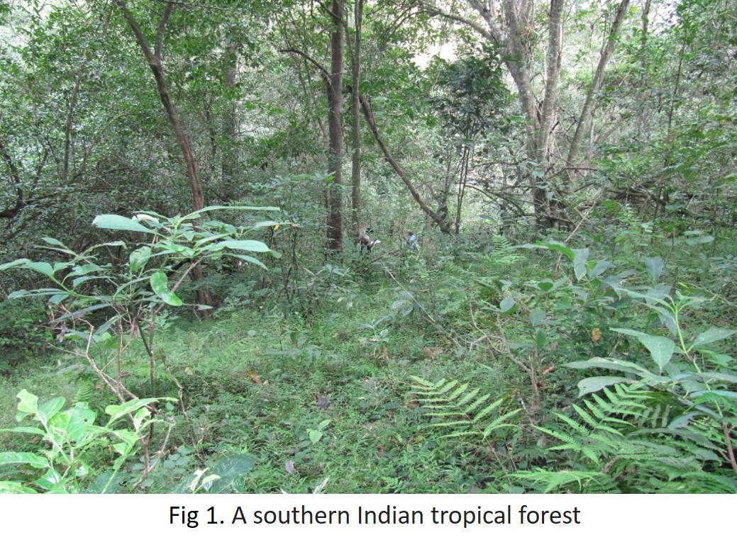 A southern Indian tropical forest