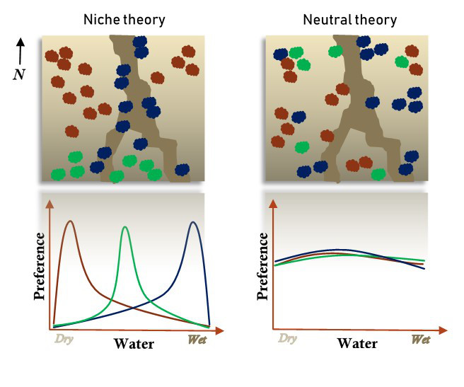 Niche theory and Neutral theory