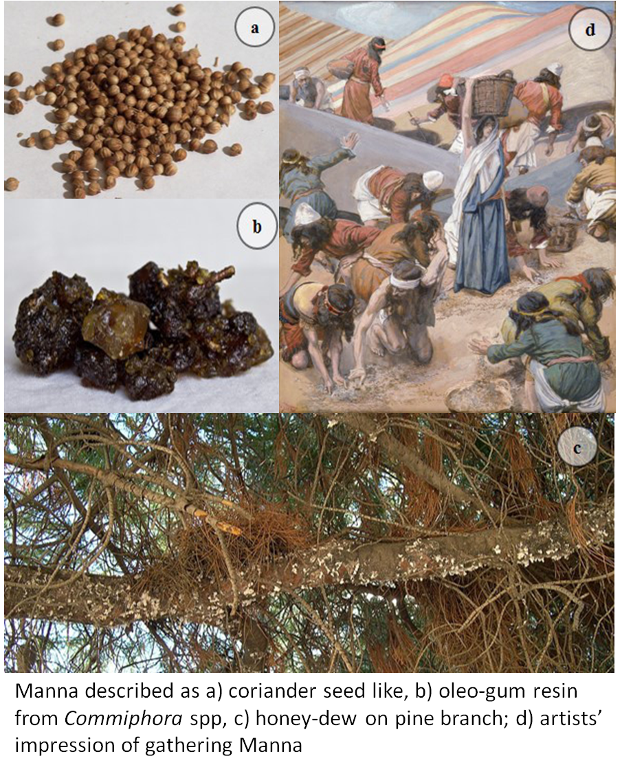 Manna - The super food of ancient Israel