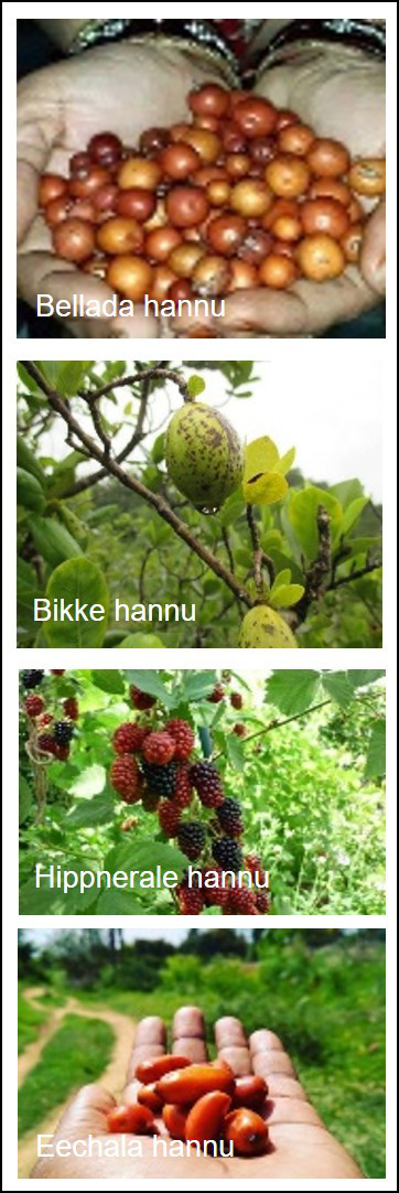 Bikke-hannu 