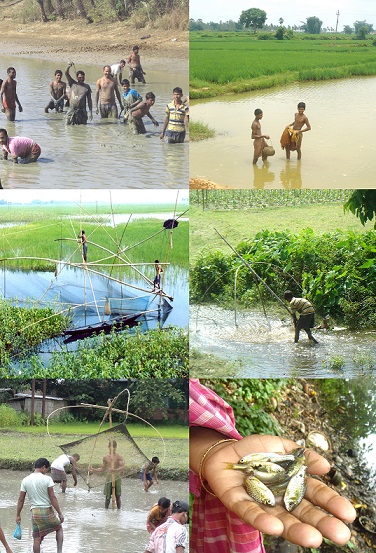 Indigenous small fishes were in plenty even a decade ago in rural Bengal during mid June to November every year