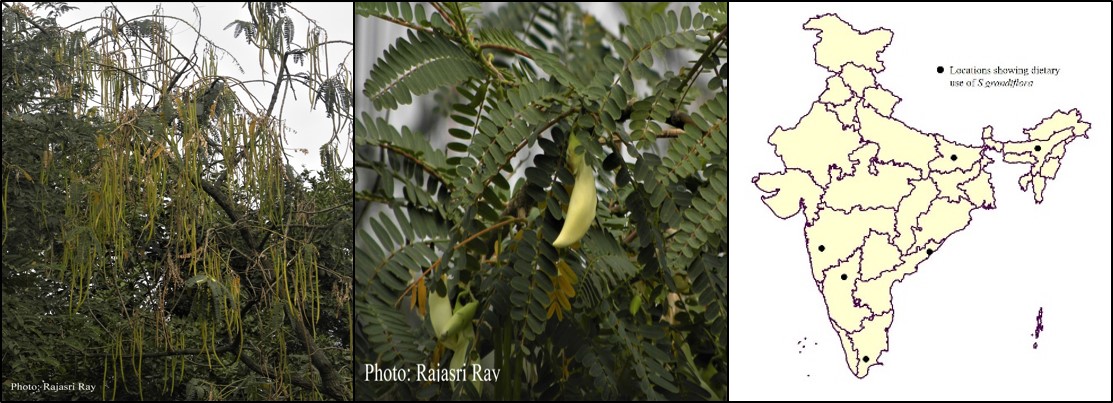 Sesbania grandiflora_Agathi_Bokphul