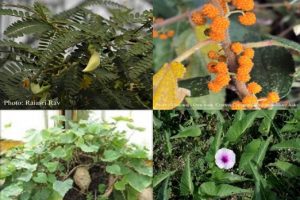 WILD UNCULTIVATED EDIBLE PLANTS OF INDIA