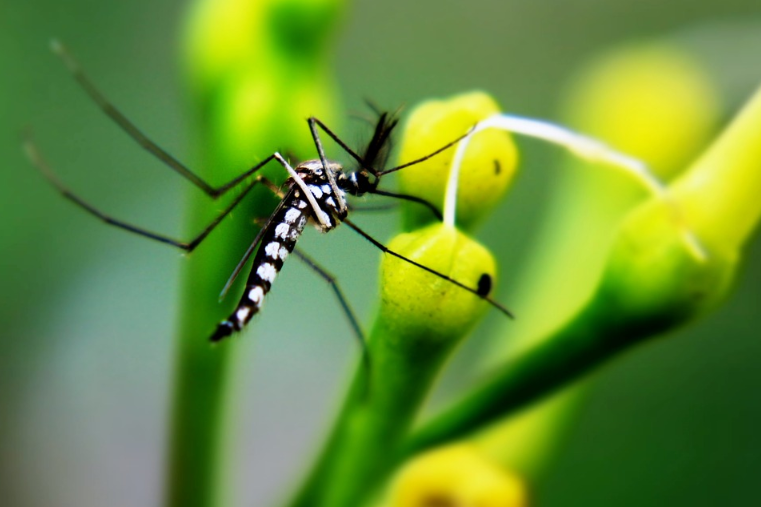 Mosquito Pollinator