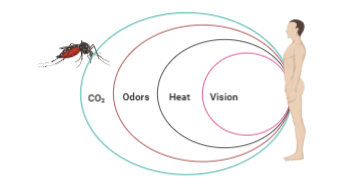 Mosquito host-seeking