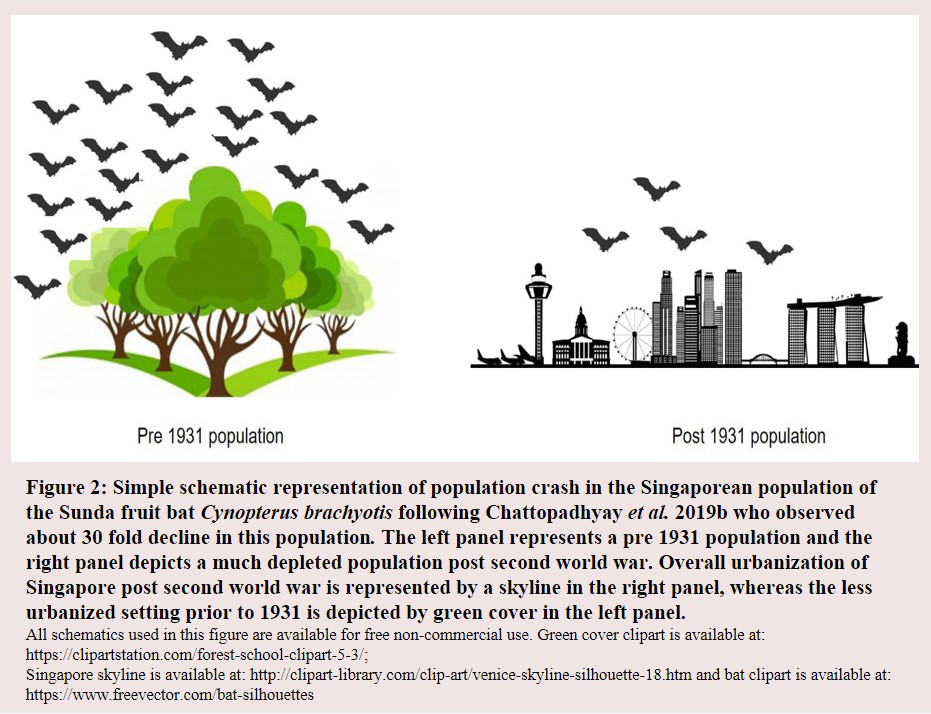 Simple schematic representation of population crash in the Singaporean population of the Sunda fruit Bat