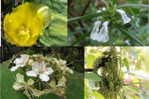 WILD UNCULTIVATED EDIBLE PLANTS OF INDIA