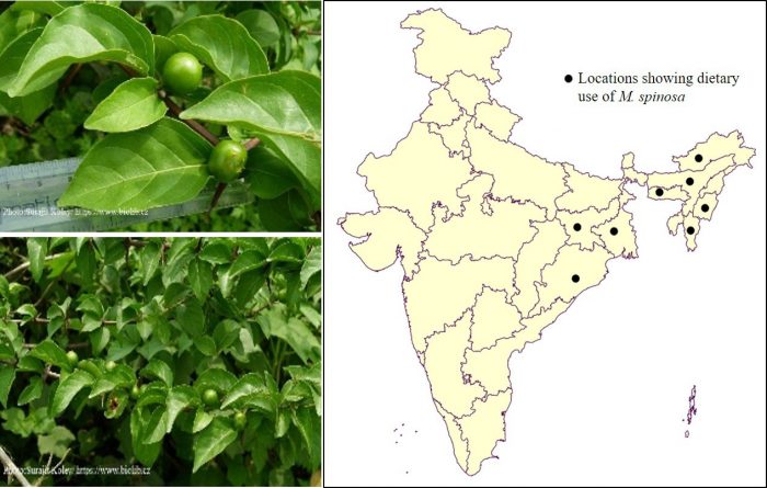 Meyna spinosa Roxb. ex Link