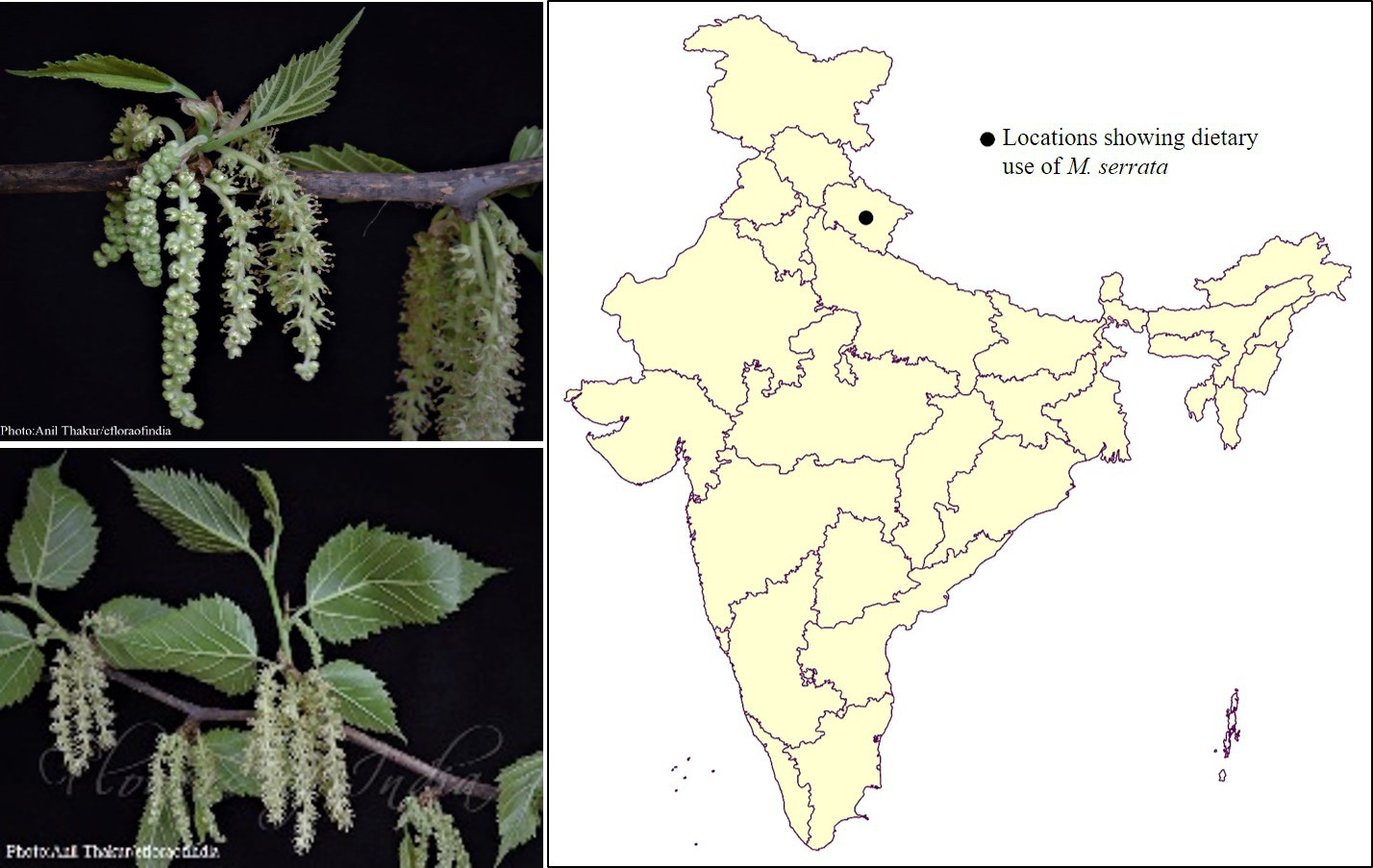 Morus_mapandimage_Wild Uncultivated Edible Plants Of India_CEiBa_Vol 3_Issue_1