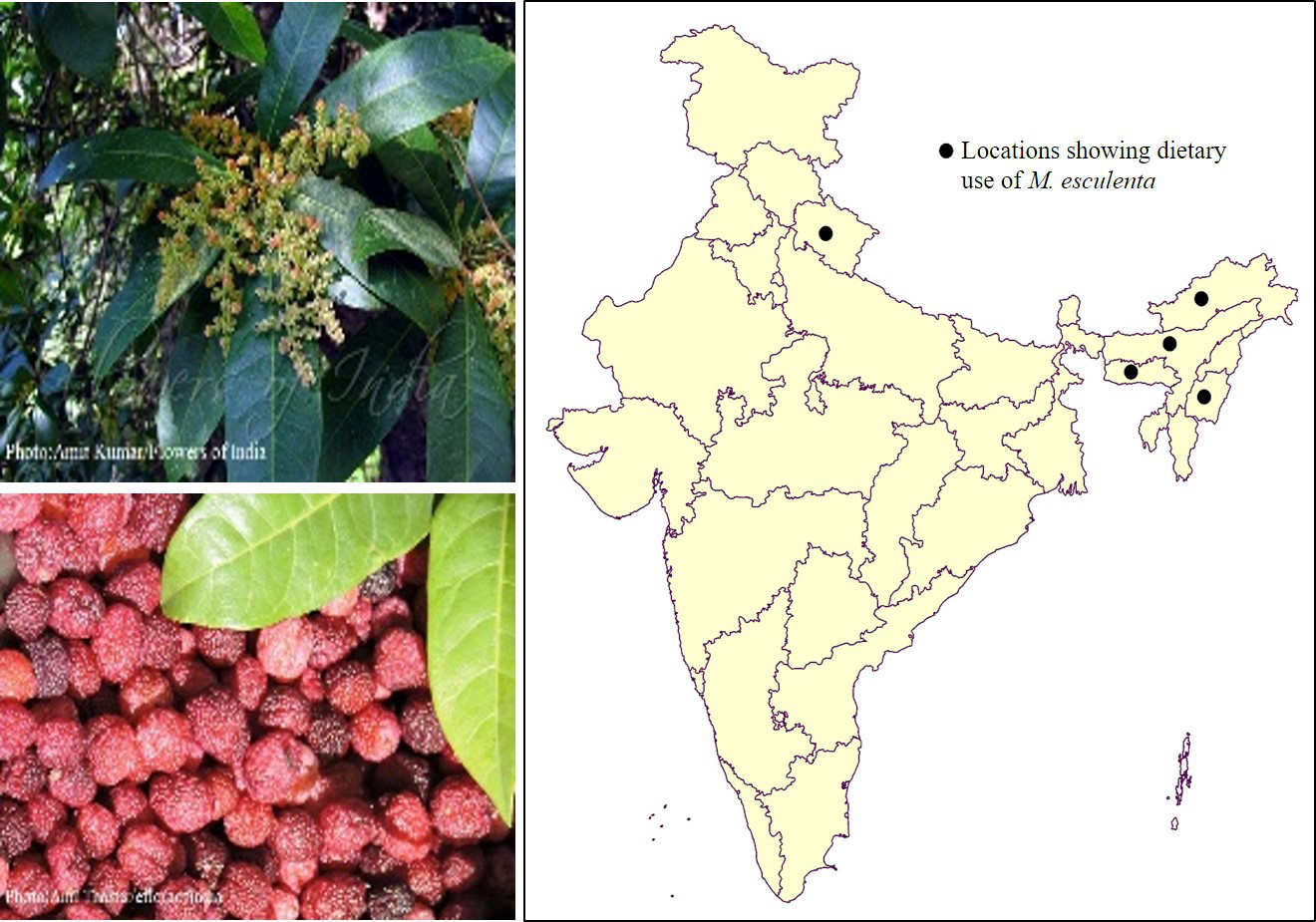 Myrica_mapandimage_Wild Uncultivated Edible Plants Of India_CEiBa_Vol 3_Issue 1