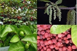 WILD UNCULTIVATED EDIBLE PLANTS OF INDIA