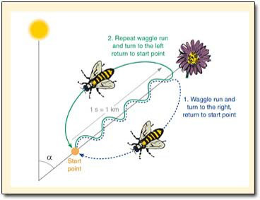 Bee Dance_2_Glimpses of nature _CEiBa_Vol 3_Issue 1