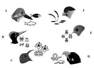Birds’ beaks are modified according to their dietary requirement_CEiBa_Vol 3_Issue 1