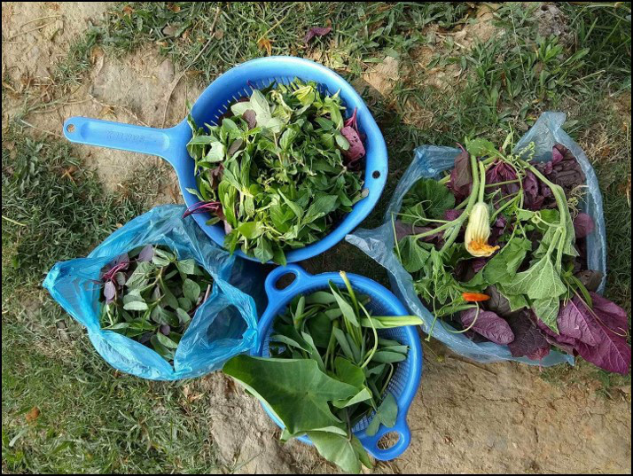 Common edible leafy greens of Bengal