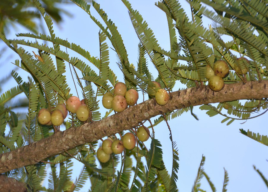 Amla fruits (Phyllanthus emblica)_CEiBa_Vol3_Issue2