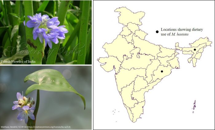 Monochoria hastata (L.) Solms