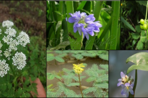 Wild uncultivated edible plants of India