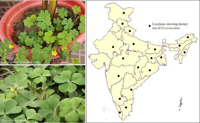 Oxalis corniculata L.