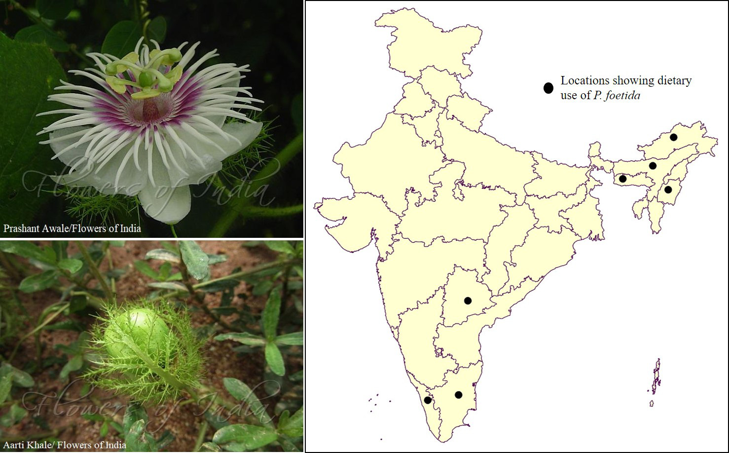 Passiflora Combine