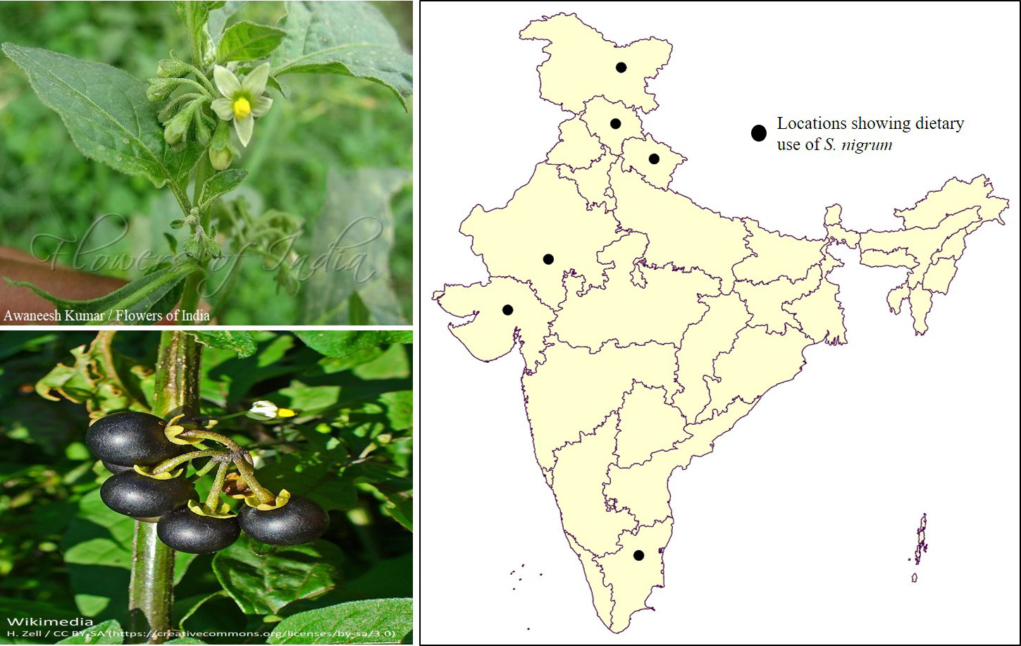 Solanum Combine