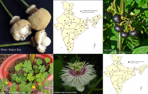 Wild uncultivated edible plants of India_CEiBa_Vol3_Issue_3