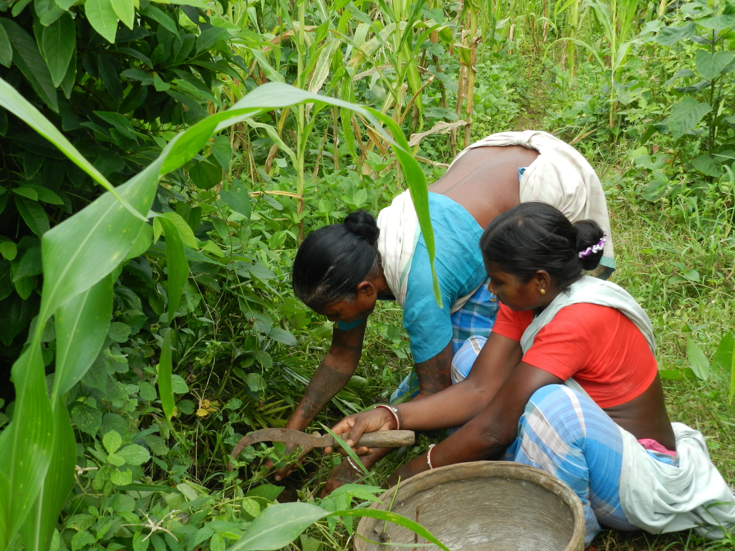 Exploration and harvesting are part of local food culture_CEiBa Vol3 Issue 4