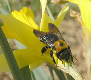 Bee accessing nectar_CEiBa_Vol3_Issue4