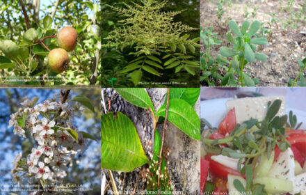 Wild uncultivated edible plants of India