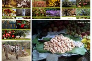 Glimpses Of Nature And Culture